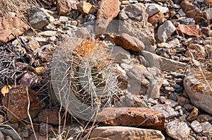 Eagle claws or Turk`s head cactus, Echinocactus horizonthalonius  in the Texas Desert