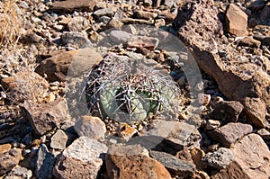 Eagle claws or Turk`s head cactus, Echinocactus horizonthalonius  in the Texas Desert