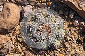 Eagle claws or Turk`s head cactus, Echinocactus horizonthalonius  in the Texas Desert