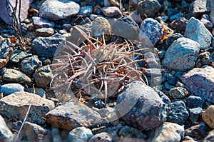 Eagle claws or Turk`s head cactus, Echinocactus horizonthalonius  in the Texas Desert