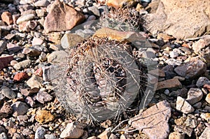 Eagle claws or Turk`s head cactus, Echinocactus horizonthalonius  in the Texas Desert