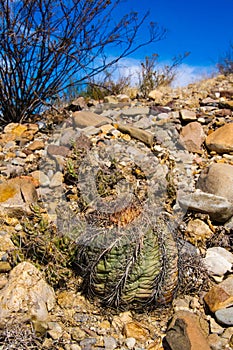 Echinocactus horizonthalonius  in the Texas Desert in Big Bend National Park photo