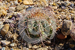 Echinocactus horizonthalonius  in the Texas Desert in Big Bend National Park photo