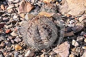 Eagle claws or Turk`s head cactus, Echinocactus horizonthalonius  in the Texas Desert photo