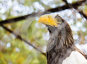 Eagle close-up in a cage at the zoo