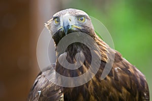 Eagle close up in nature,Slovakia
