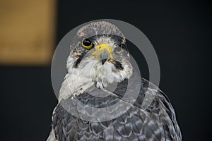 Eagle close up watching