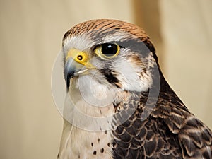 Eagle close up watching