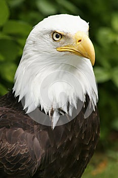 Eagle Closeup