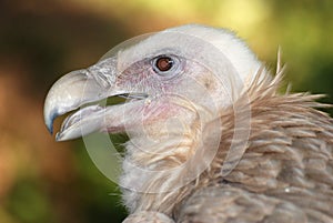 Eagle condor photo