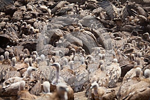 Eagle conducting sky burial