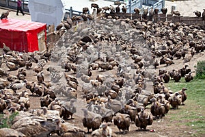 Eagle conducting sky burial