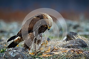 Eagle with cow viscera and entrails. Golden eagle,walking between the stone, Rhodopes mountain, Bulgaria. Eagle, evening light,