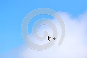 Eagle and crow in the air