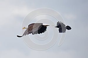 The eagle and the crow