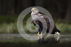 Eagle in dark lake. White-tailed Eagle, Haliaeetus albicilla, flight above water river, bird of prey with forest in background, an