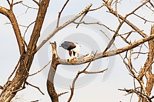 The eagle devours fish on a branch. Baringo, Kenya