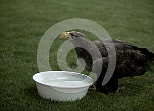 Eagle drinking water