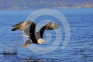 Eagle swallowing fish