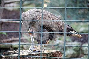 Eagle Eating a mouse