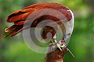 An eagle is eating a white mouse.