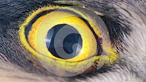 Eagle eye close-up, macro, eye of young Eurasian Sparrowhawk, Accipiter nisus