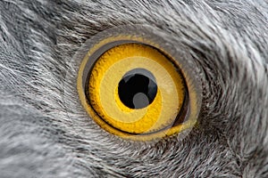 Orel oko makro oko z samec severní lovecký pes 