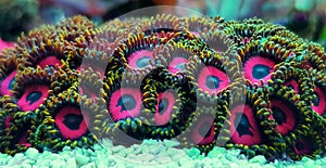 Eagle eye colony of Zoanthus polyps soft coral