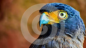 Eagle Eye View at Taman Safari