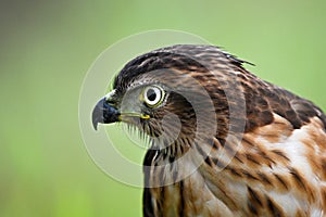 eagle eyes are very sharp