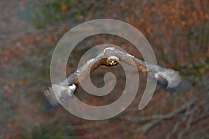 Eagle in face flight attack. Flying dark brawn bird of prey Steppe Eagle, Aquila nipalensis, with large wingspan. Wildlife scene f