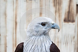 Eagle face photo