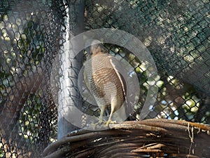 Eagle facing otherside