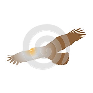 Eagle Falcon Bird Hawk Animal Silhouette Black Icon.