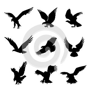 Eagle Falcon Bird Hawk Animal Silhouette Black Icon Flat Design Element Vector Illustration photo