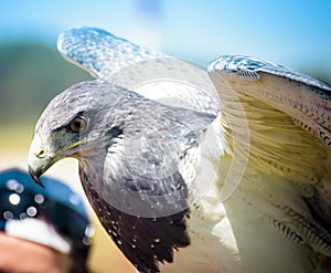 Eagle falcon birds of prey