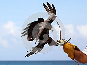Eagle falconry, raptor hunting training in Mexico