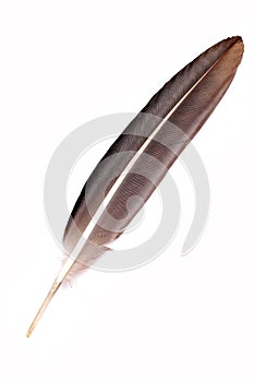 eagle feather