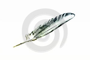 Eagle Feather - Cyan Painting