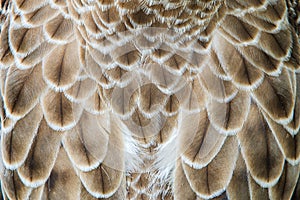 Eagle feather detail Pattern and Closeup feather