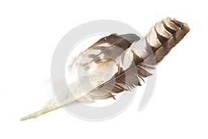 Eagle feather isolated