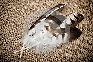 Eagle feather isolated