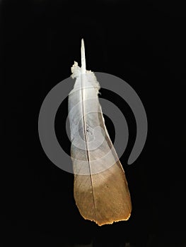 Eagle feather isolated in a black background