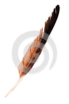 Eagle feather on white background