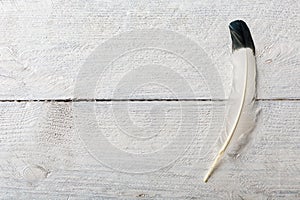 Eagle feather on white wood