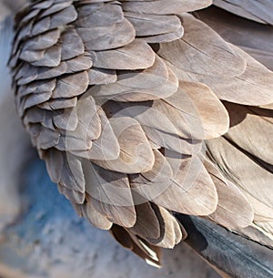 Eagle feathers as abstract background