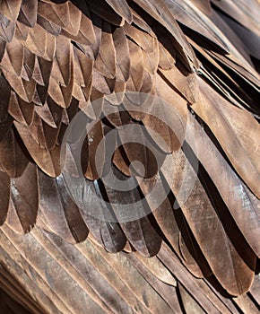 Eagle feathers as abstract background