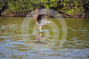 Eagle Feeding in Langkawi