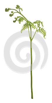 Eagle fern, Pteridium aquilinum plant isolated on white background