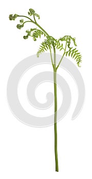 Eagle fern, Pteridium aquilinum plant isolated on white background photo